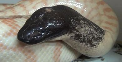 Aspidites melanocephalus