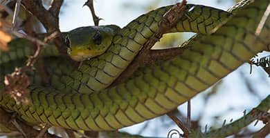 Boomslang